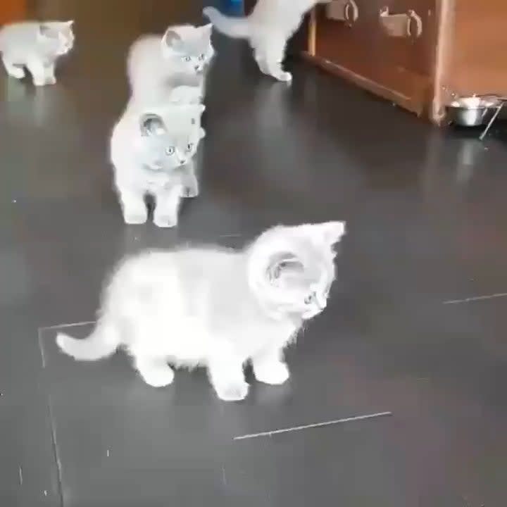 Kitten army attacks