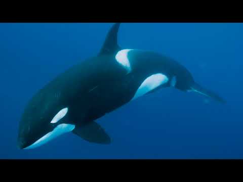 [FRESH] Lupe Fiasco - Whale Whit