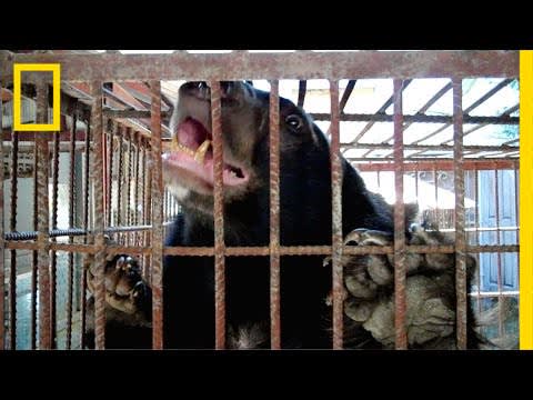 The Fight to Stop Illegal Bear Trafficking in Southeast Asia | National Geographic