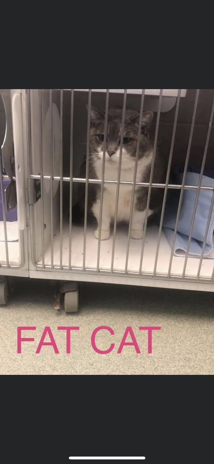 My local humane society usually names the animals that it’s trying to adopt out. I guess the is FAT CAT.