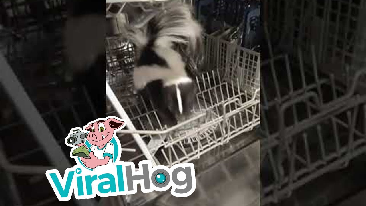 Skunk Caught Climbing into Dishwasher || ViralHog