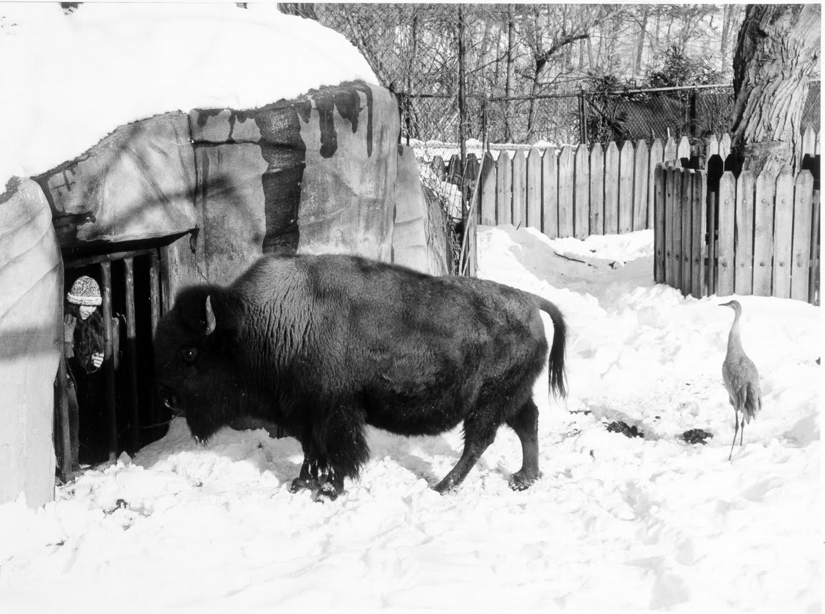 We’re celebrating NationalSleepoverDay, but not the kind of sleepover where you have fun and stay up way past your bedtime. In 1987, it was the kind where 20 inches of snow forced @NationalZoo staff to sleep in the Antelope House to care for the animals. (📷:97-9599)