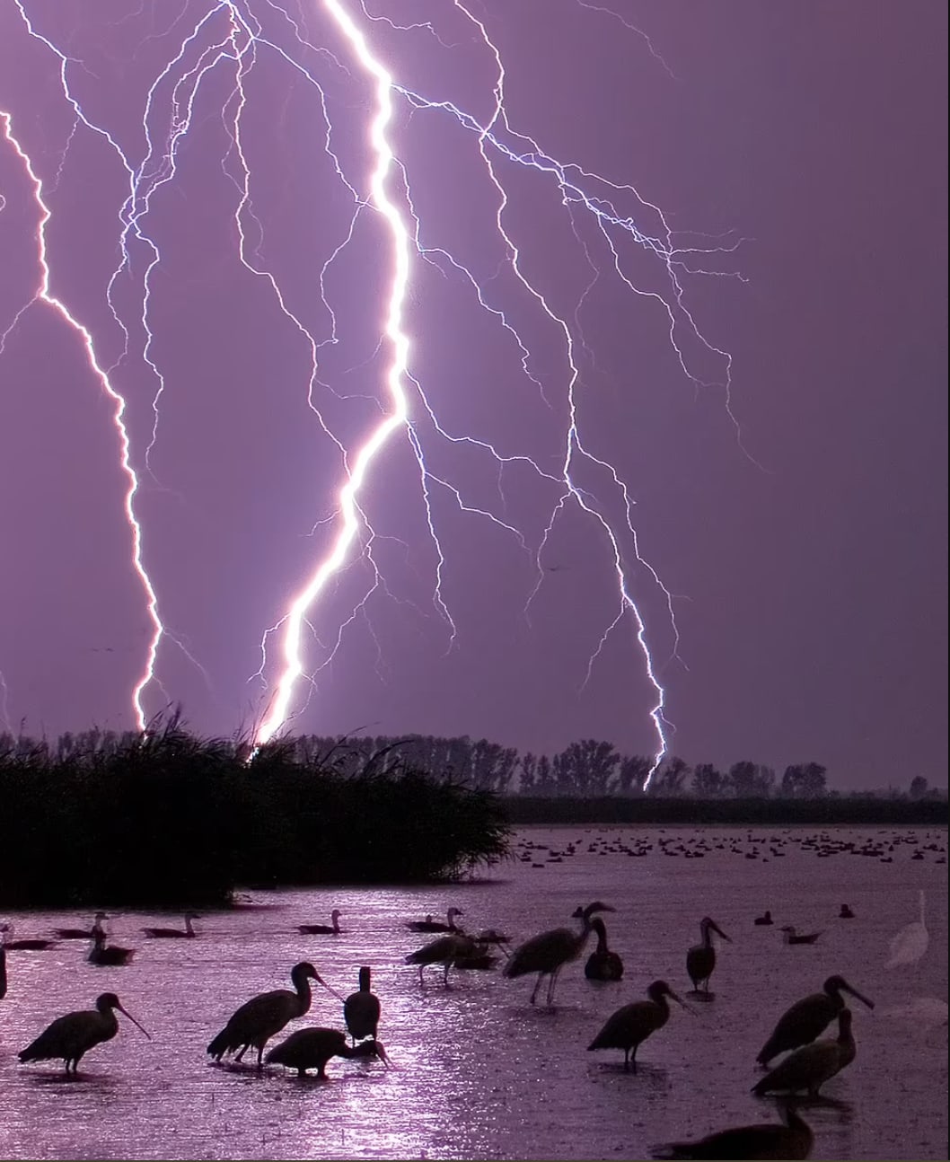 Lightning flashes above birds on a lake in Kiskunsag National Park, Hungary. The image is purple because of the short wavelength of lightning