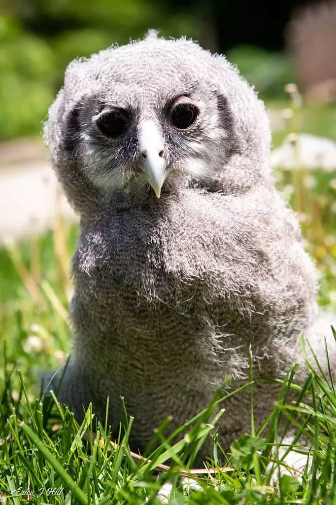 Ori the Milky Eagle Owl, Cincinnati Zoo and Botanical Garden