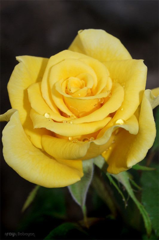 Pin by Carolina Mottl on Ŧl๏гєร ❃ | Beautiful rose flowers, Hybrid tea roses, Yellow roses
