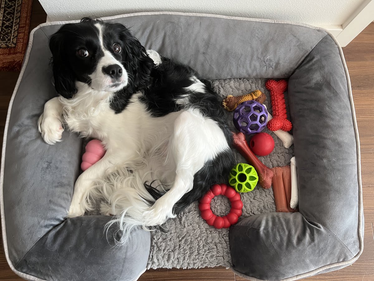 Show us your pet is completely spoiled with a picture: 🐶😆🤩