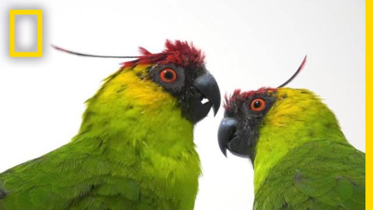 Why Are Parrot Species in Decline? | National Geographic