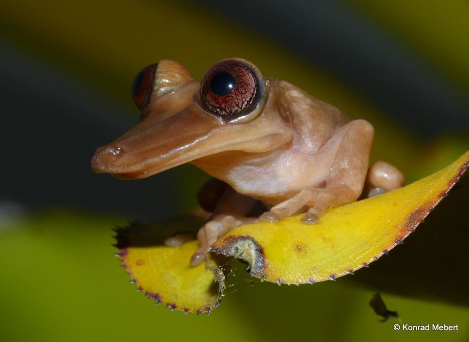 Aparasphenodon has a strangely flattened elongated skull with skin fused directly to it, giving it a beak-like appearance. But its not all cute eyes and beak, this group of rainforest frogs have skull spines to inject venom by head butting you. :
