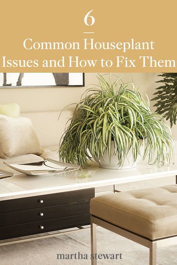 Six Common Houseplant Issues and How to Fix Them