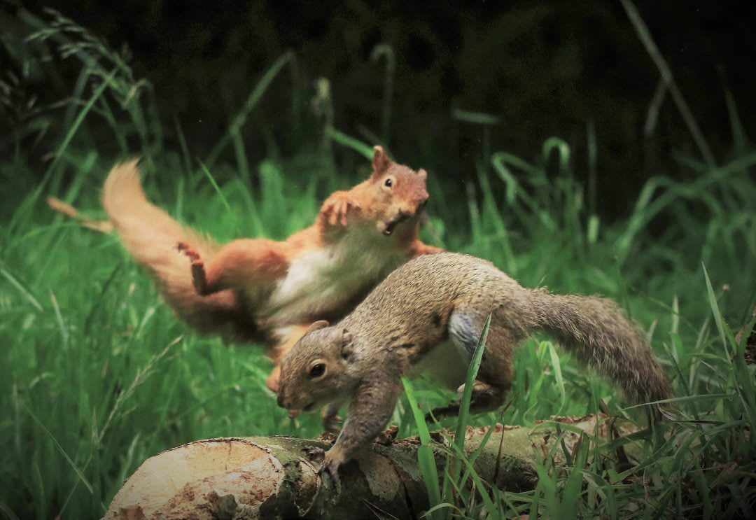 PsBattle: This red squirrel attacking a Grey squirrel.