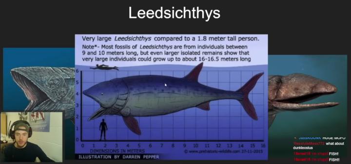 Picture of leedsichthys from AVNJ's video about members of the extinct order pachycormiformes (everyone should go check him out: AVNJ on youtube, AVNJOfficial on twitch) video link in comments