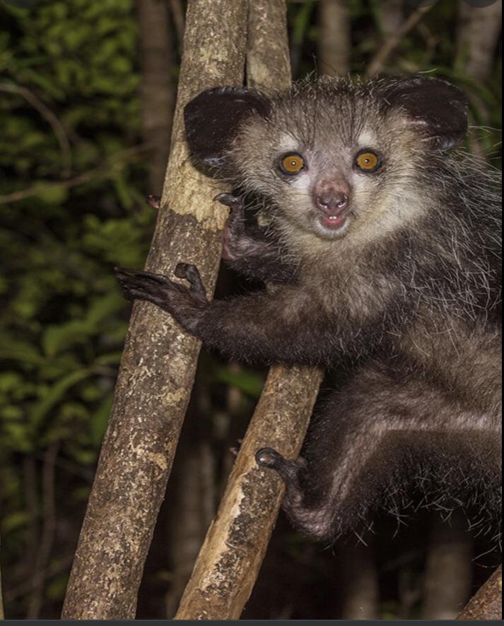 This is the largest nocturnal primate in the world the Aye-Aye
