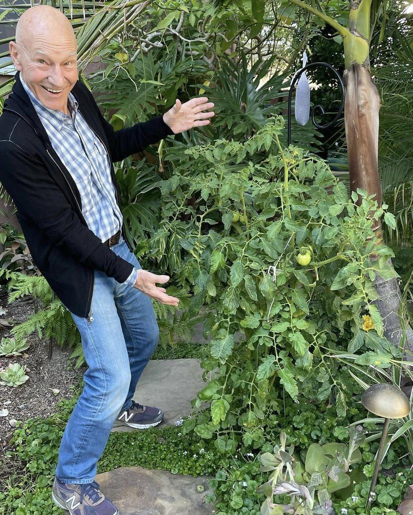 Sir Patrick Stewart is so proud of his tomatoes!
