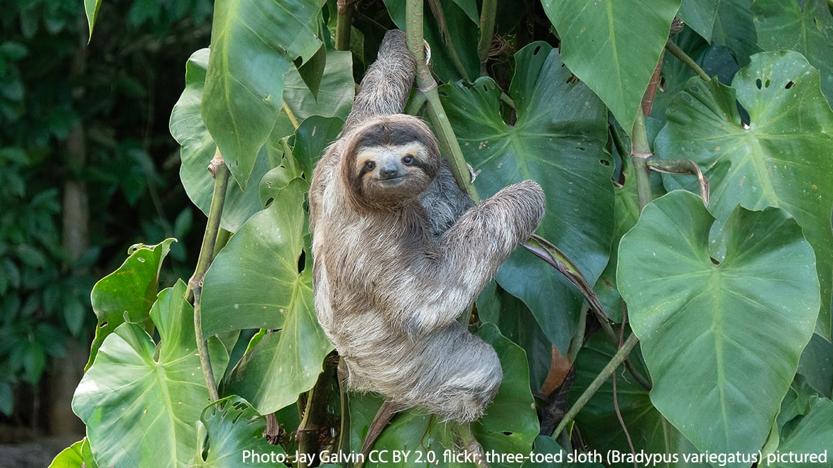 It’s #InternationalSlothDay! Today, there are 6 living sloth species that inhabit rainforests throughout Central & South America. These slow-moving, plant-eating tree-dwellers sleep ~19 hours a day, & it can take as much as one month for one to travel 1 mi (1.6 km) away!(1/3)