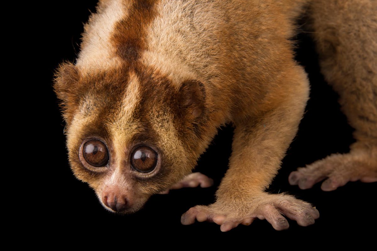 Horrifyingly adorable "furball of death"—with the face-markings to prove it, if you're an eagle hawk, python, monitor lizard, orangutan, or one of the venomous Javan slow loris’s other regular predators. Secret (to us) signals, via