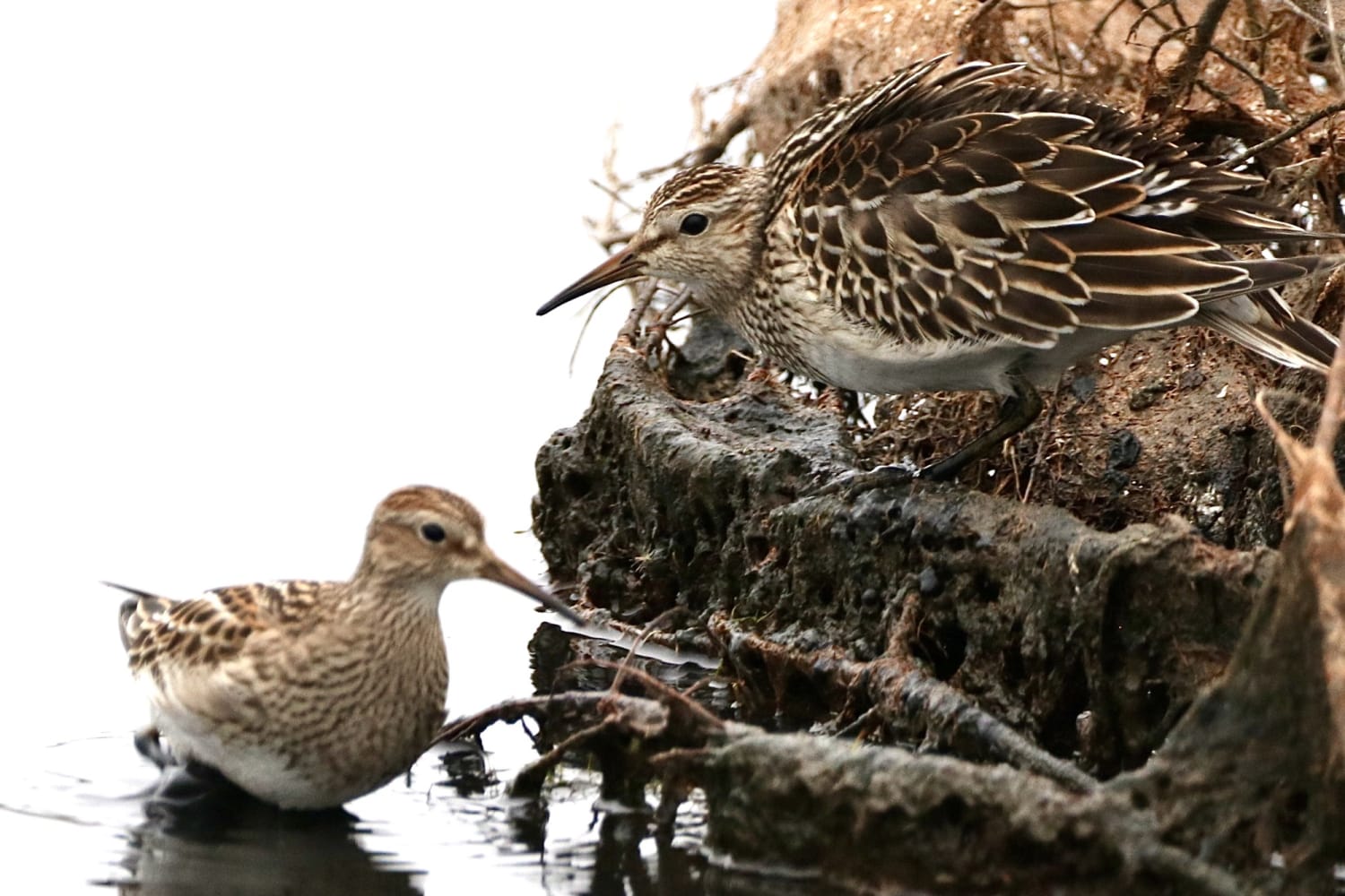 Pectoral Sandpipers nest from the tundra of easternmost Russia across Alaska and into northern Canada. A few migrate to Australasia for the winter, but most winter in southern South America. This means that some Pectoral Sandpipers make a round-trip migration of nearly 19,000 miles every year!