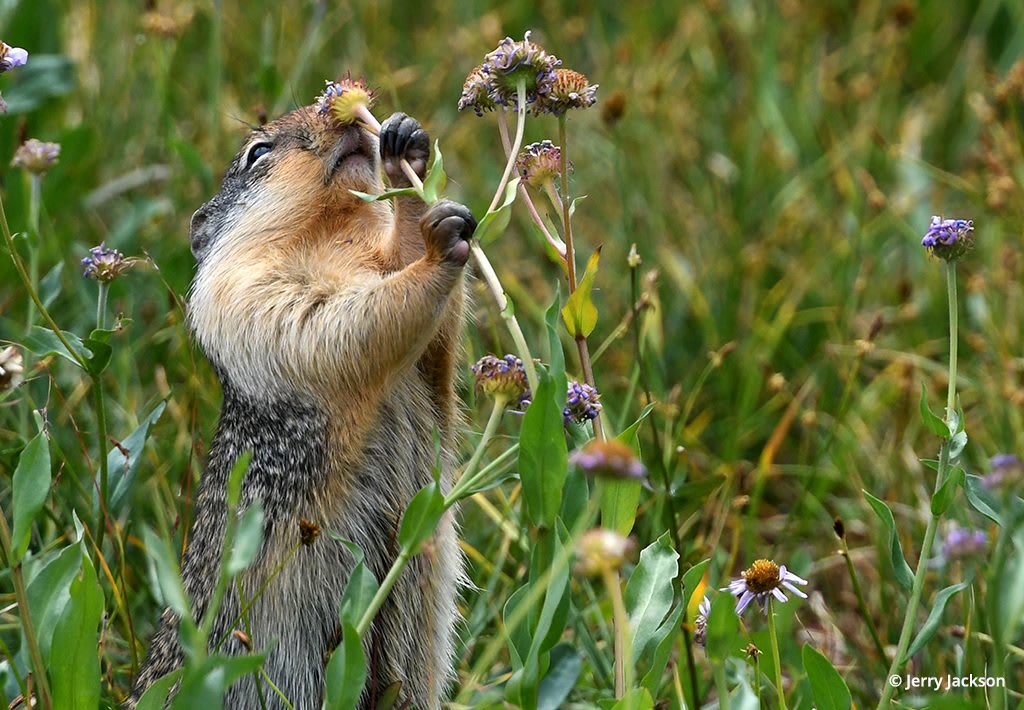 Jerry Jackson shares his experience photographing a Columbian ground squirrel near Logan Pass at Glacier National Park.