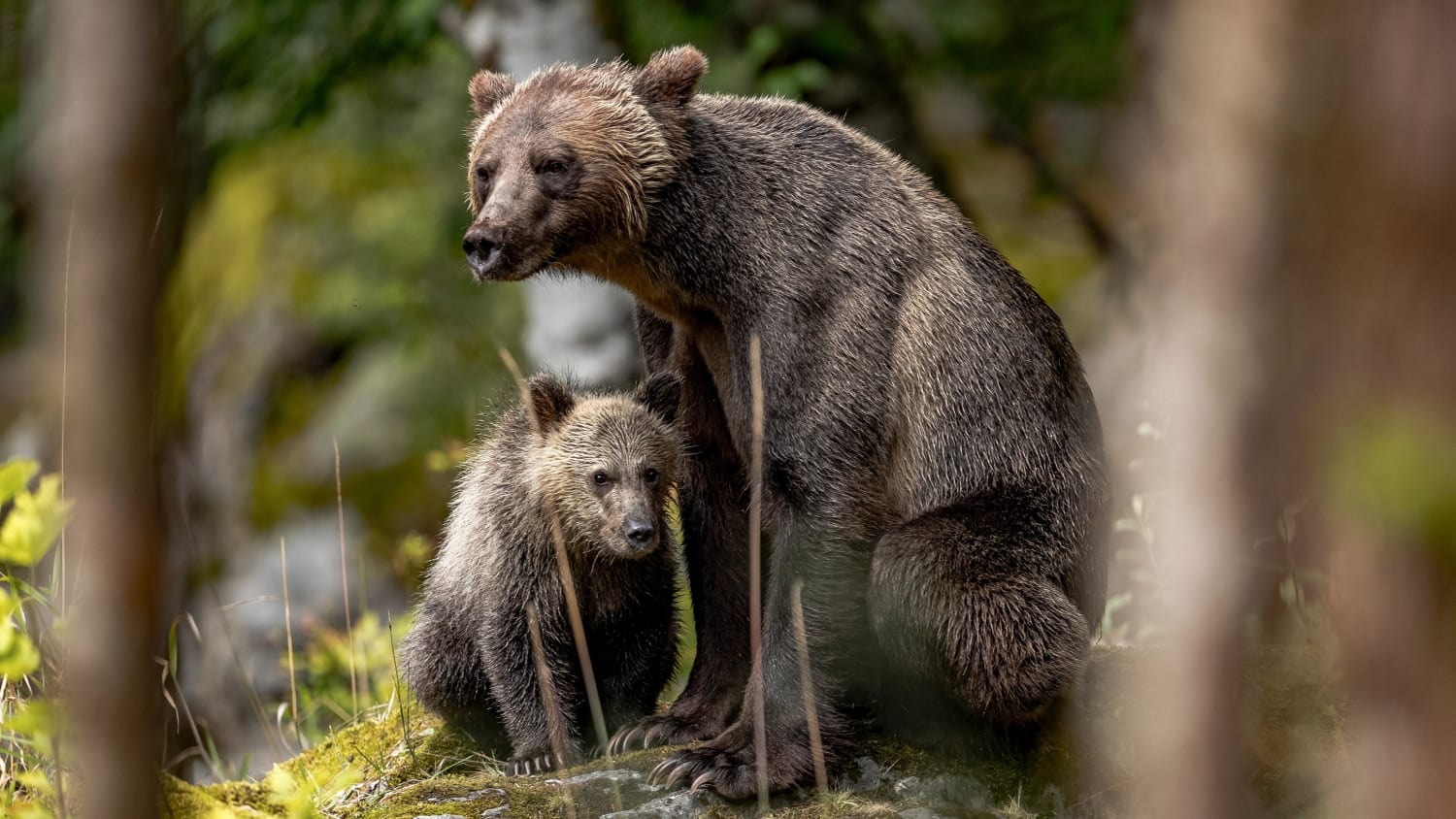 Grizzly Bear and cub (Photo credit to Thomas Lipke)