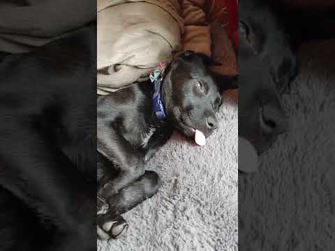 Adorable Puppy Sleeps With His Tounge Out - 1311782