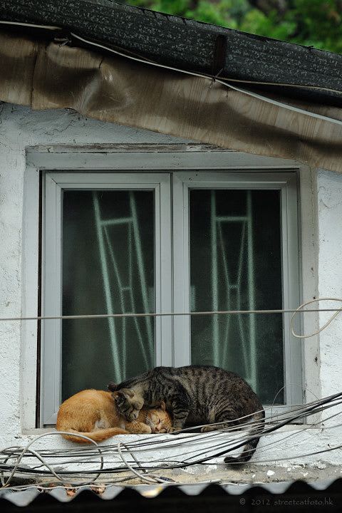 ♥ Cats in ^..^ the window ❤ in Hong Kong | Crazy cats, Cats, Beautiful cats
