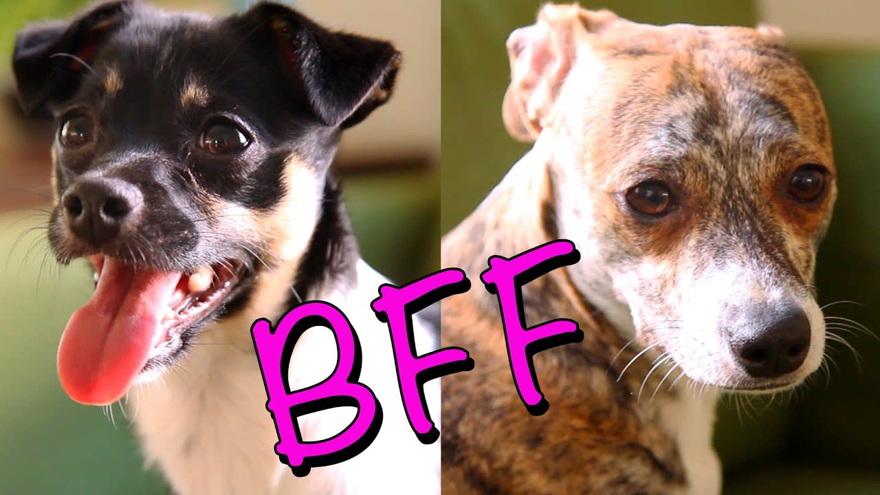 11 Things All BFFs Know To Be True (As Told By Puppies)
