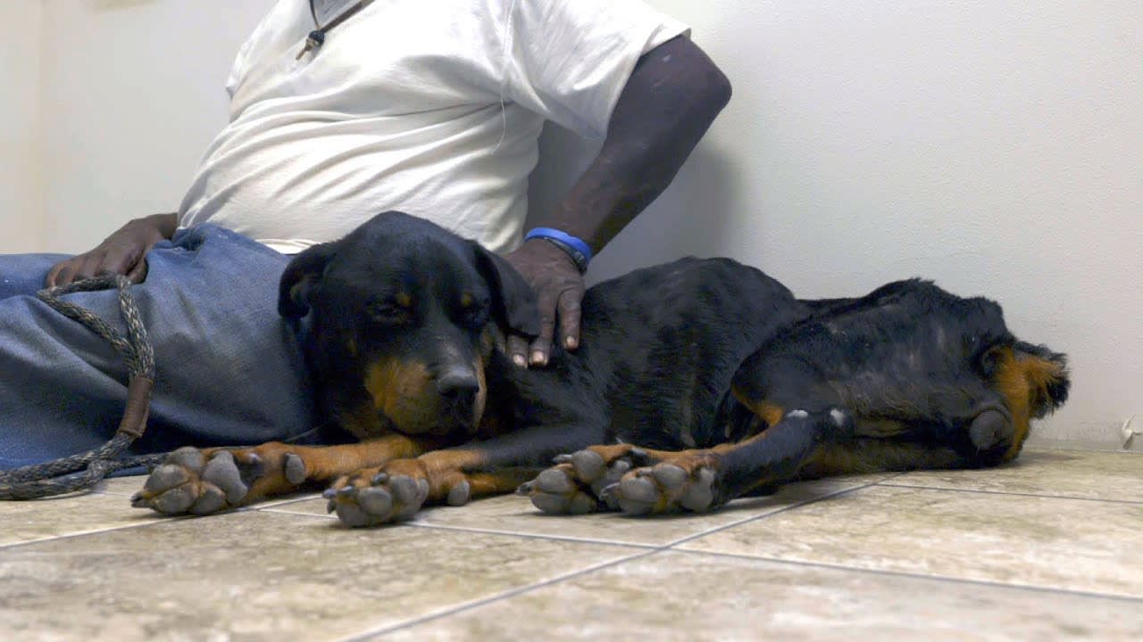 This Weary Rottweiler Is Getting The Care And Attention She Badly Needs