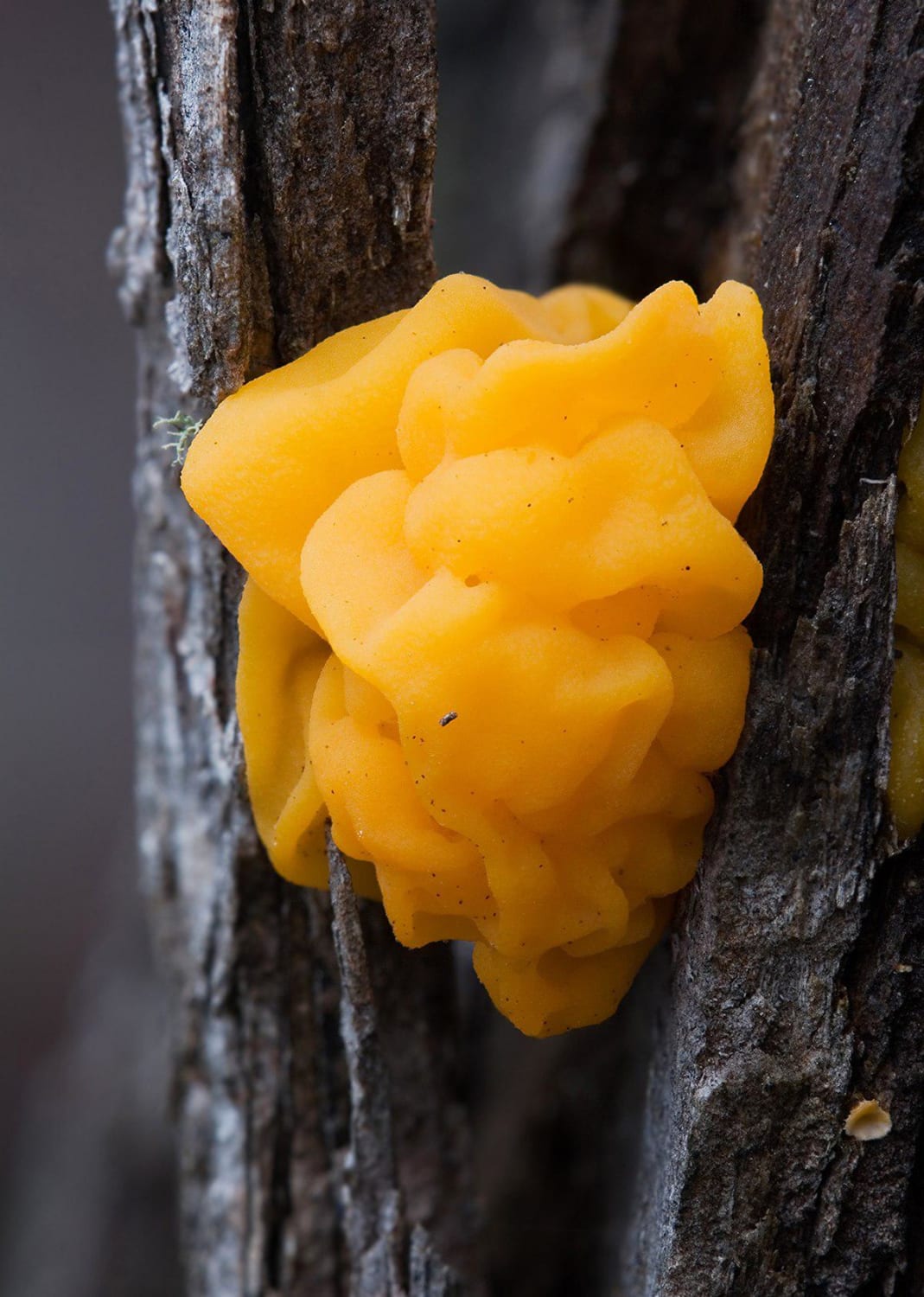 Witches' butter