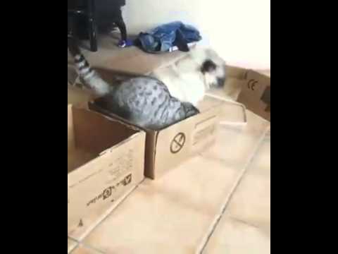 Cat Wants All the Boxes