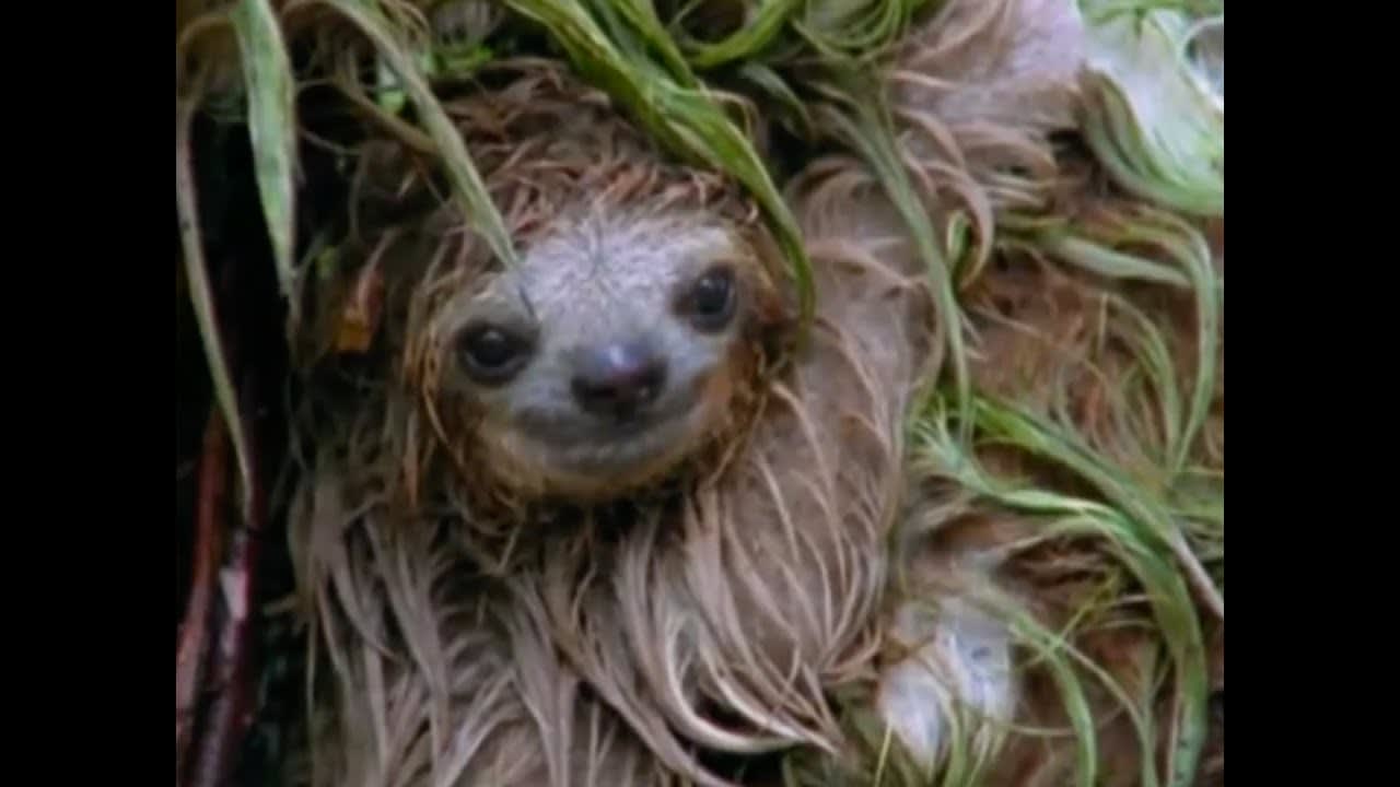 Mouldy Sloth | Amazon Assassin | BBC Earth
