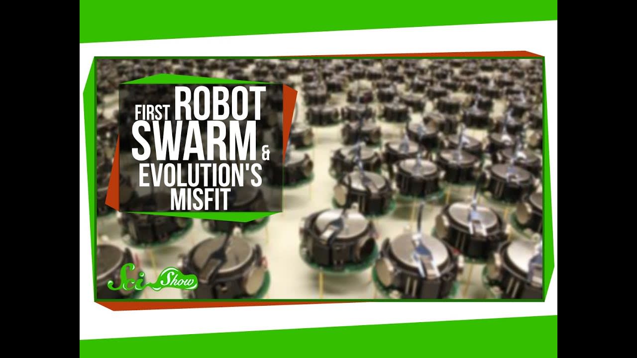 The First Robot Swarm, and Evolution's Misfit