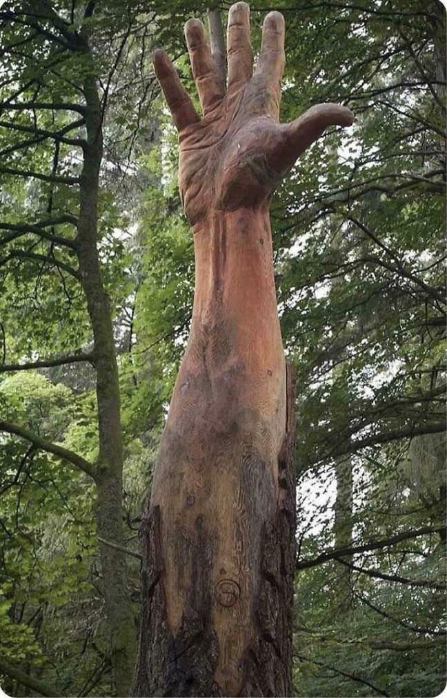 Tallest tree in Wales got damaged by storm was supposed to be cut down, but a chainsaw artist sculpted it into a giant hand.