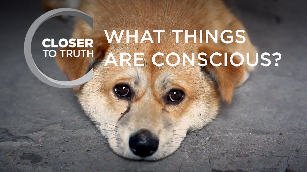 Consciousness is the great mystery of inner awareness. Where does it exist? Humans, obviously. Animals? Which animals? Chimps, dolphins, dogs? Termites, snails, bacteria? What about non-biological intelligences? Watch "What Things are Conscious?":
