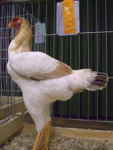 The Malay is a breed of game chicken. It is among the tallest breeds of chicken, and may stand over 90 cm (36 inches) high.