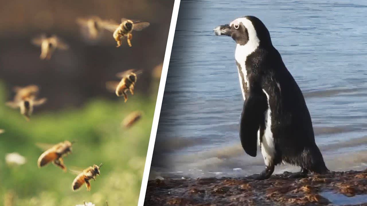 63 Penguins Killed by Swarm of Bees in South Africa