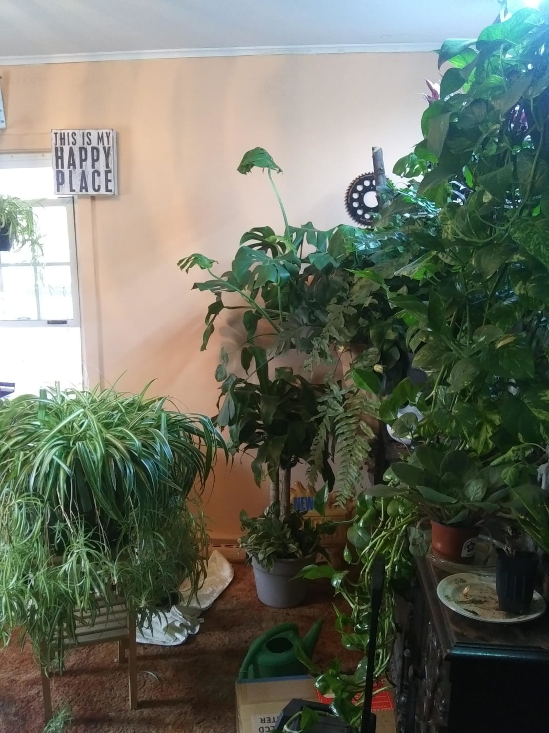 Since all of my plants are tropicals, I ask Alexa every morning for the weather in a tropical location, like the Philippines or Indonesia. If it's raining, I water them. If it's cloudy, I leave the lights off. If it's windy, I turn a fan on. If it's sunny, they get lights for 14 hours.