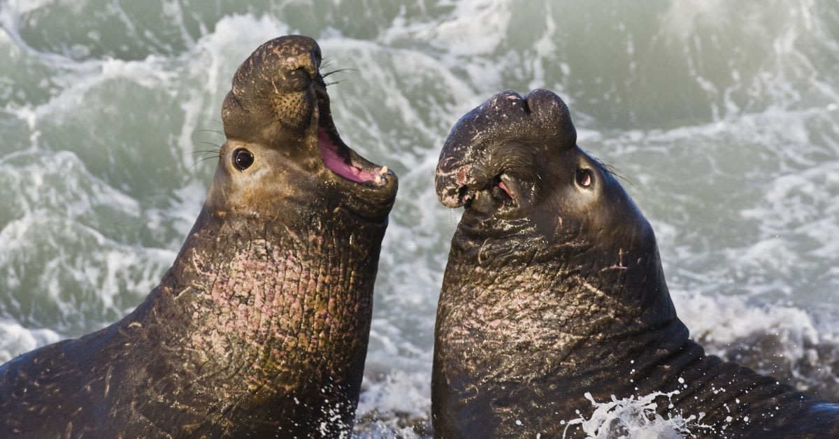 Scientists are recruiting elephant seals to eavesdrop on whales
