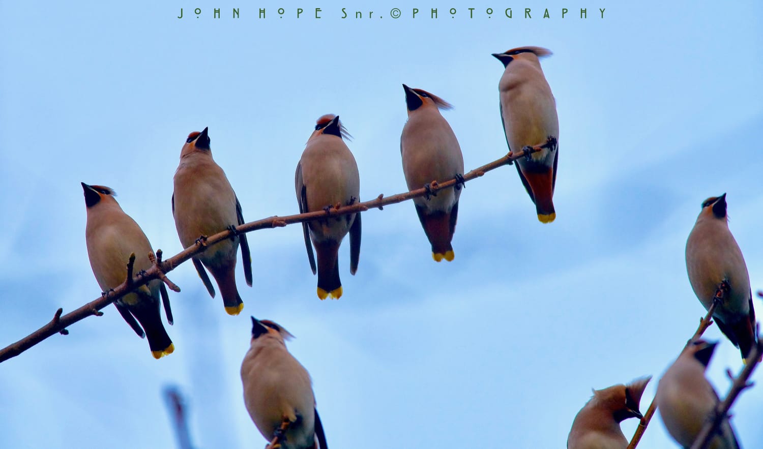 Waxwings In Dundee.