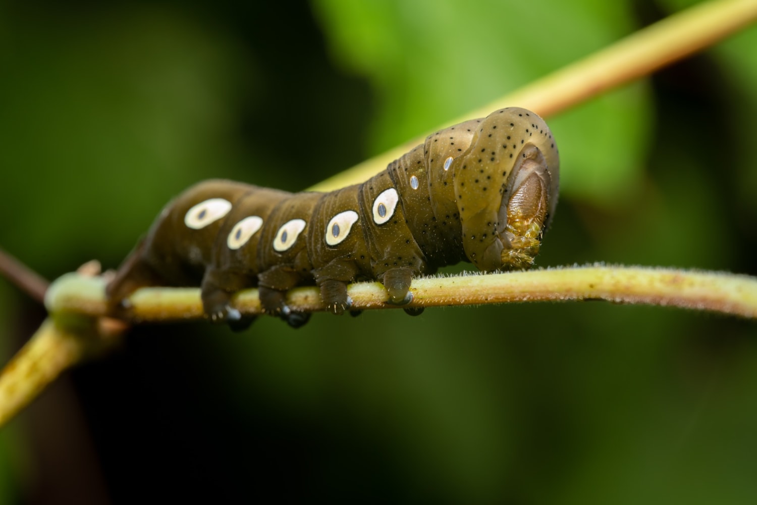 Pandora Sphinx Moth larva