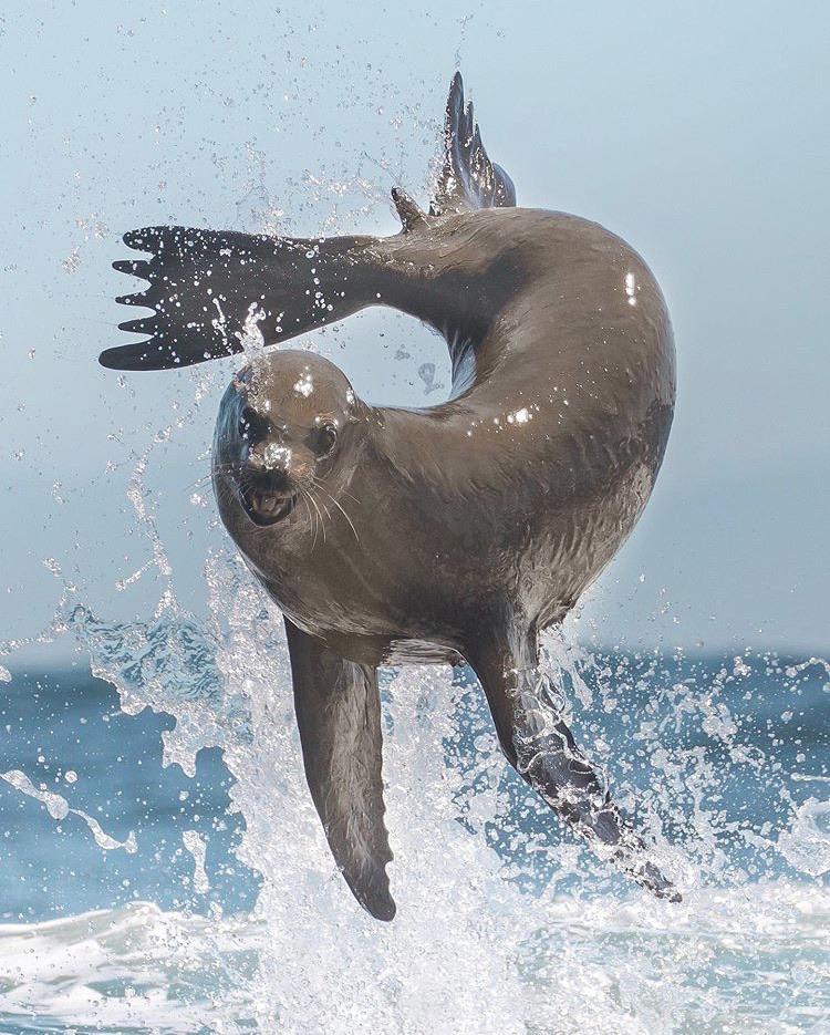 Seal bursting out of water