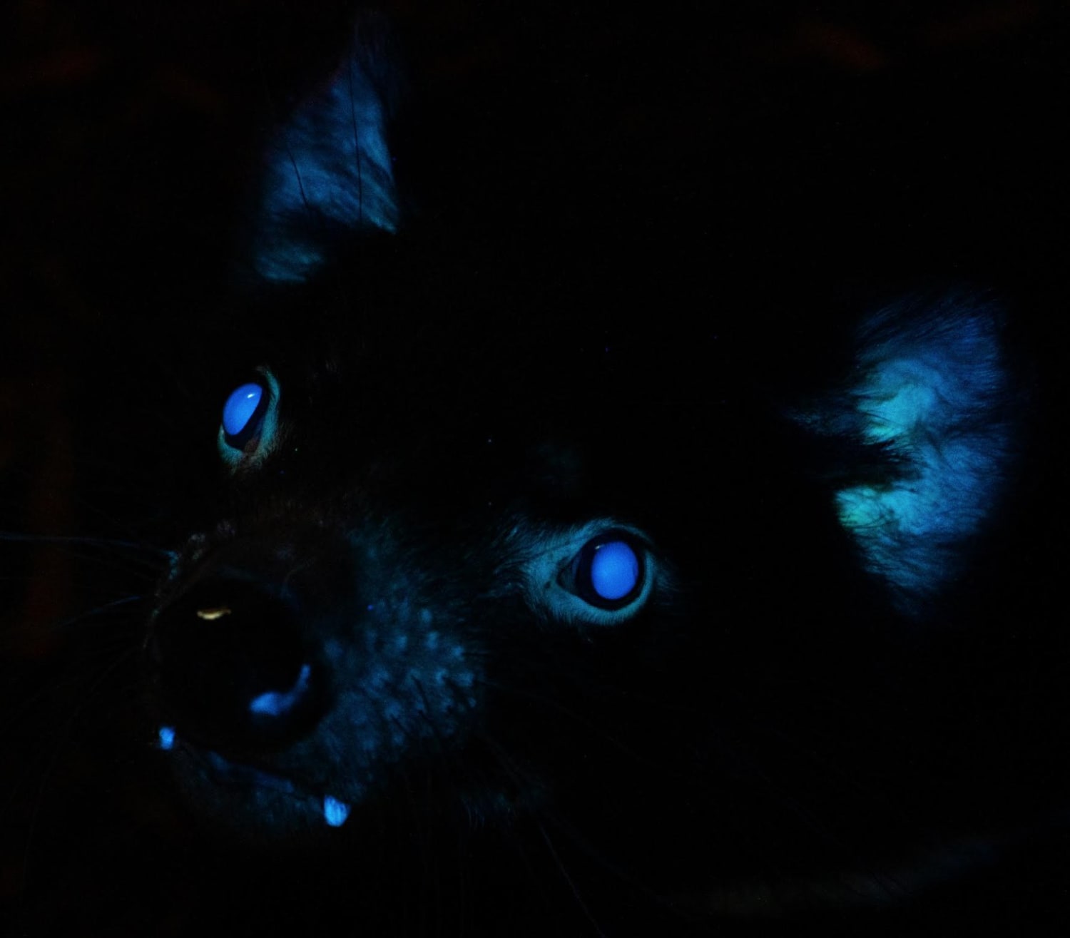 The first ever documented case of biofluorescence in Tasmanian devils was captured tonight at the Toledo Zoo.