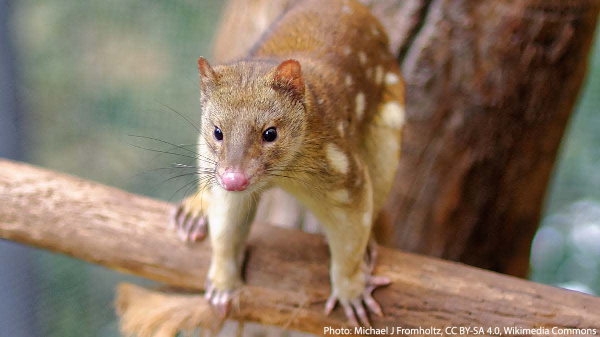 Say “hello” to one fierce marsupial: the spotted-tail quoll. It's found on the eastern Australian mainland, as well as on the island of Tasmania. It hunts a variety of critters, including small mammals, reptiles, and birds, and takes down prey with a powerful bite.