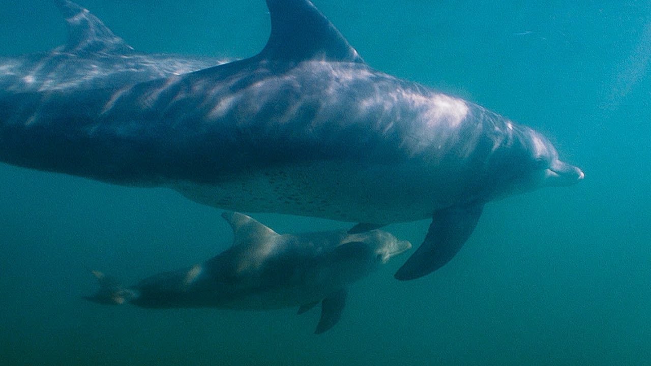 Dolphin Attempts to Kidnap Other Dolphin's Calf | BBC Earth