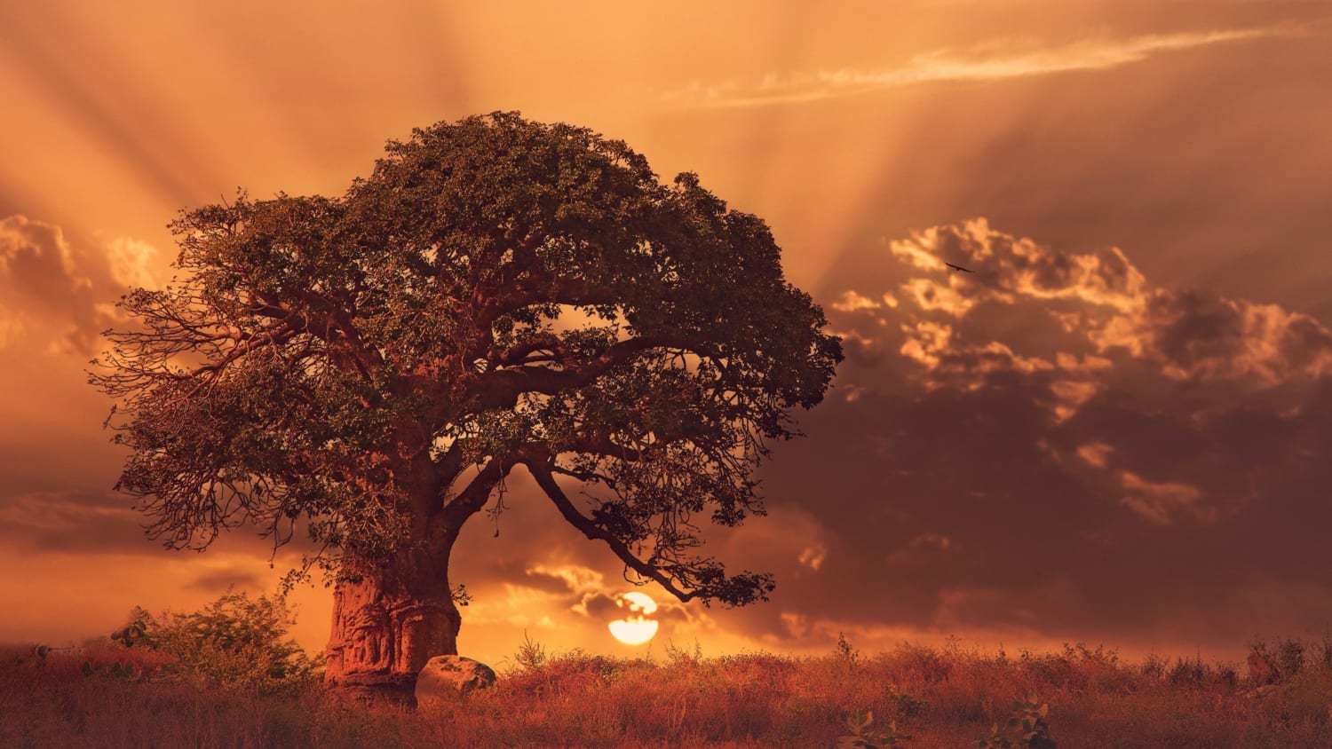 Baobab tree at sunset