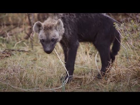 Young Hyena Breaks Camera | Waterhole: Africa's Animal Oasis | BBC Earth