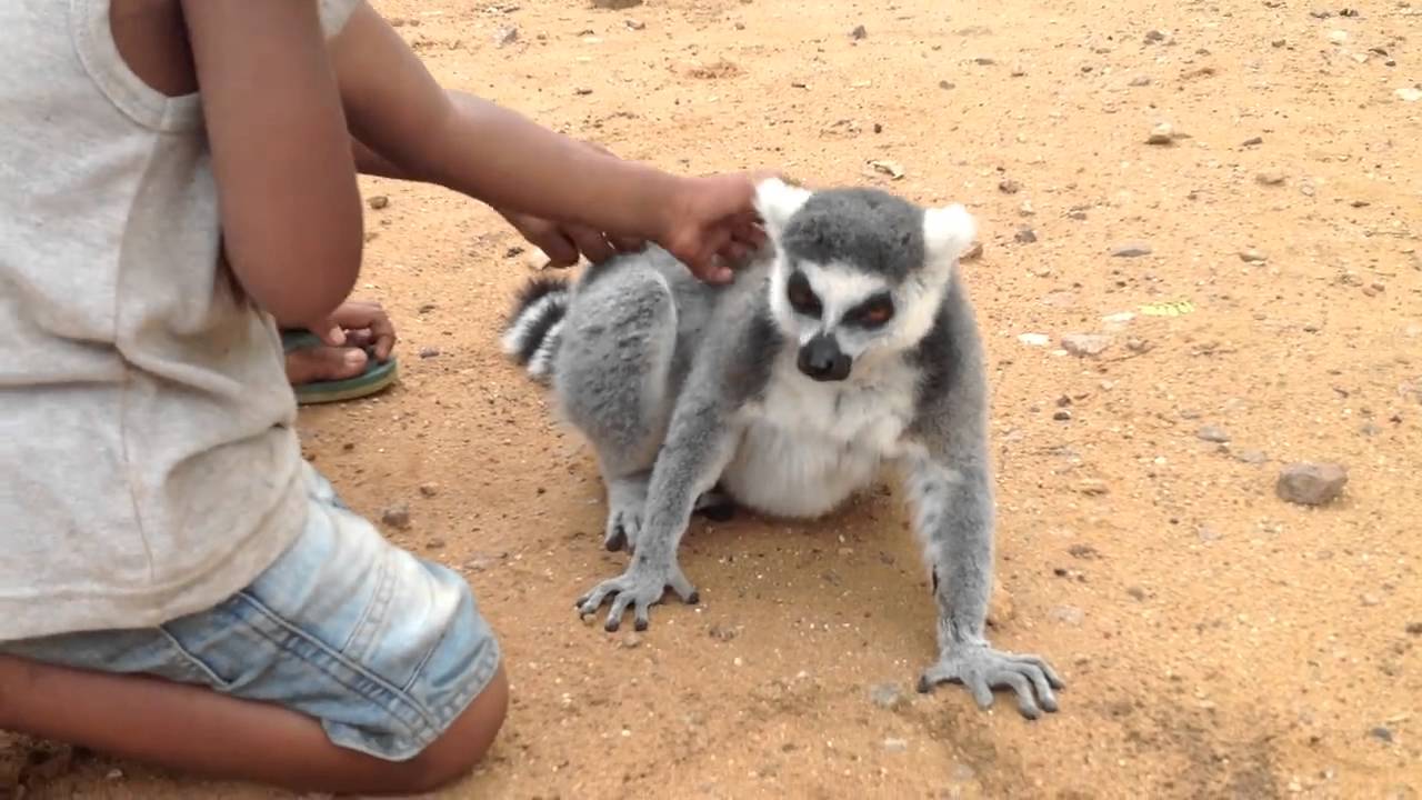 Lemur Asks For Back Scratch | Won't Take No For An Answer