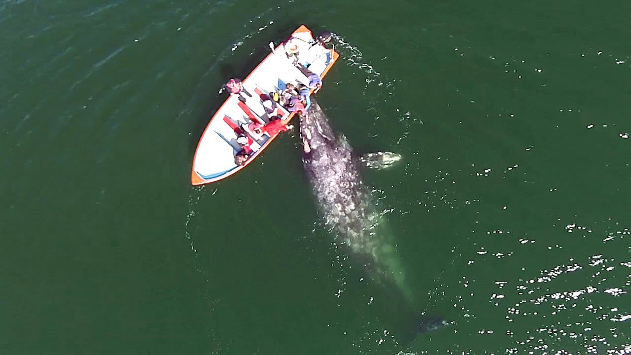 Drone Footage Of Grey Whale Mother And Calf Playing With Tourists