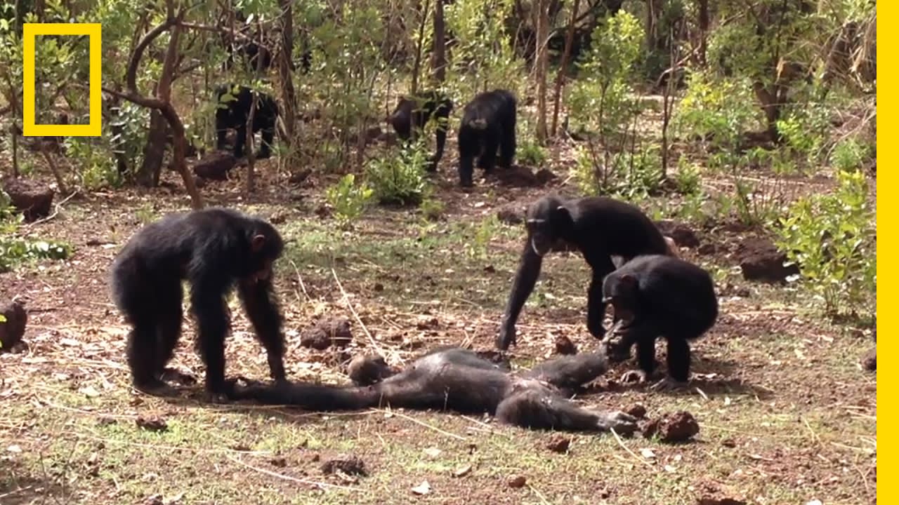 Aftermath of a Chimpanzee Murder Caught in Rare Video | National Geographic