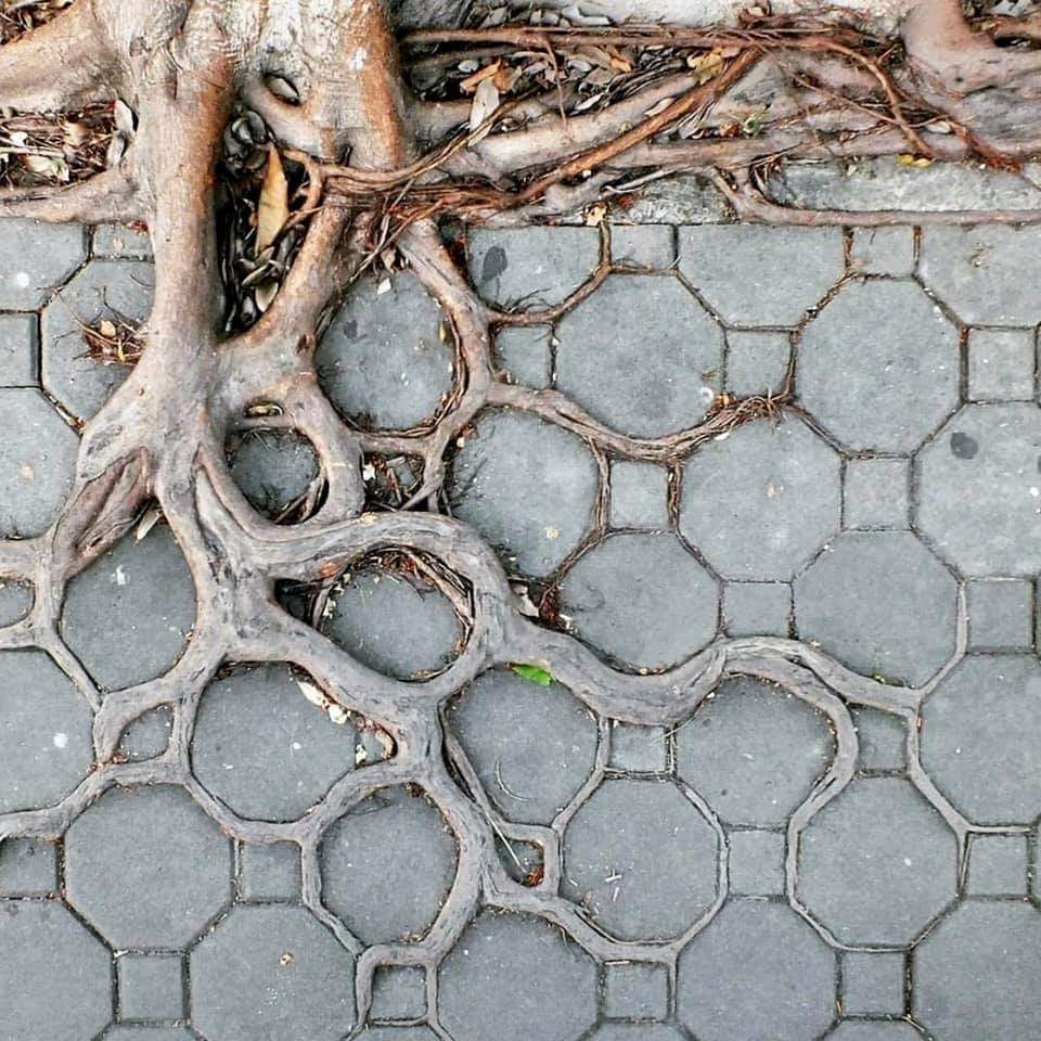The way the branches have formed.