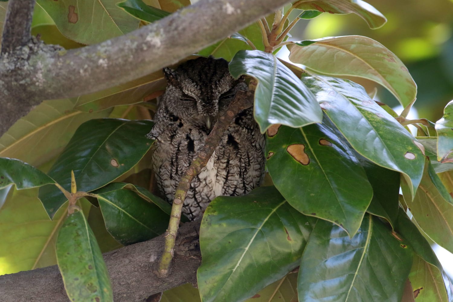 Eastern Screech Owl Hiding In a Magnolia Tree. (Male stays in this tree during the day near the female who is brooding in the box/nest.)