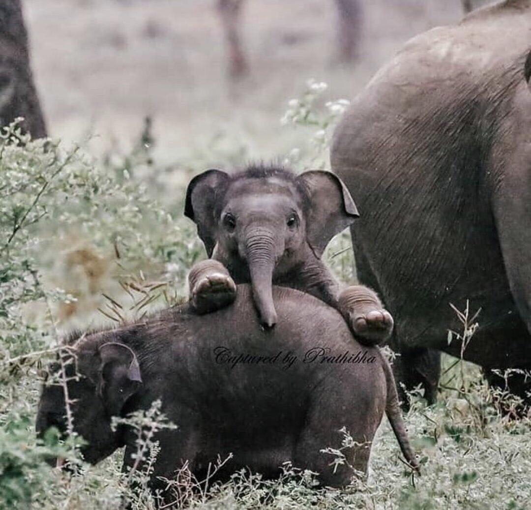 This baby elephant smiling at a wildlife photographer